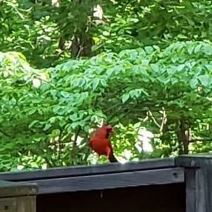 Meet your Posher, Liz